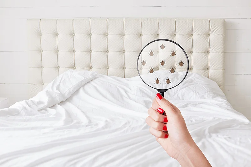 bedbug in paris france