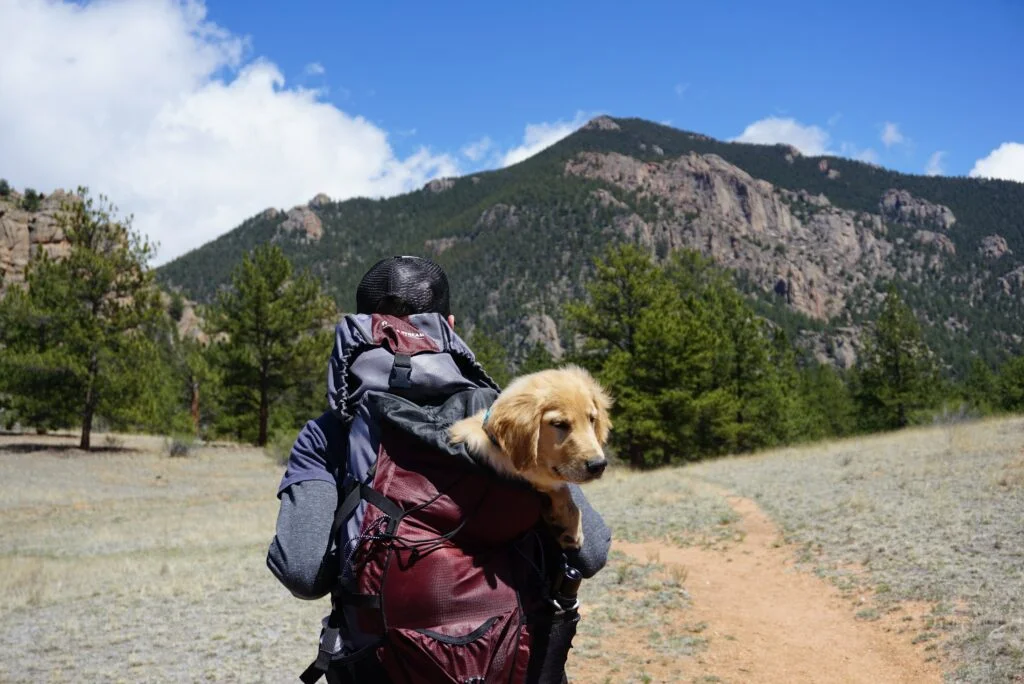 Pet travel insurance