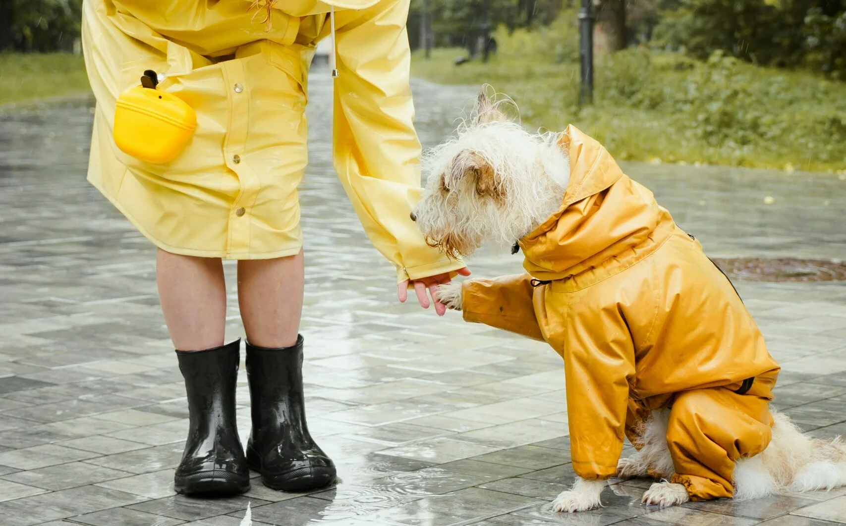 Hund smittad med fågelinfluensa – Behöver vi oroa oss?