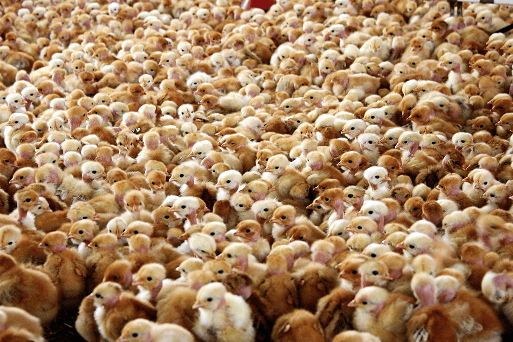 عودة سلالة إنفلونزا الطيور H7N9 في الصين