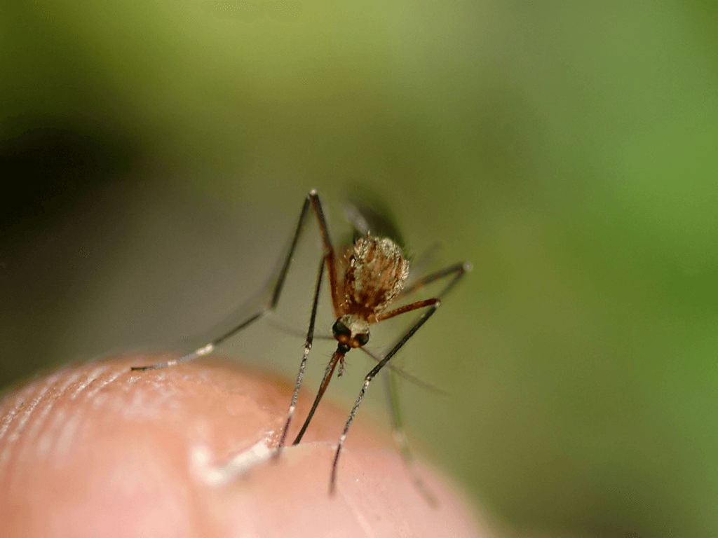 Deci, Crezi Că Nu Vei Prinde Febra Chikungunya în Vizita în Caraibe?