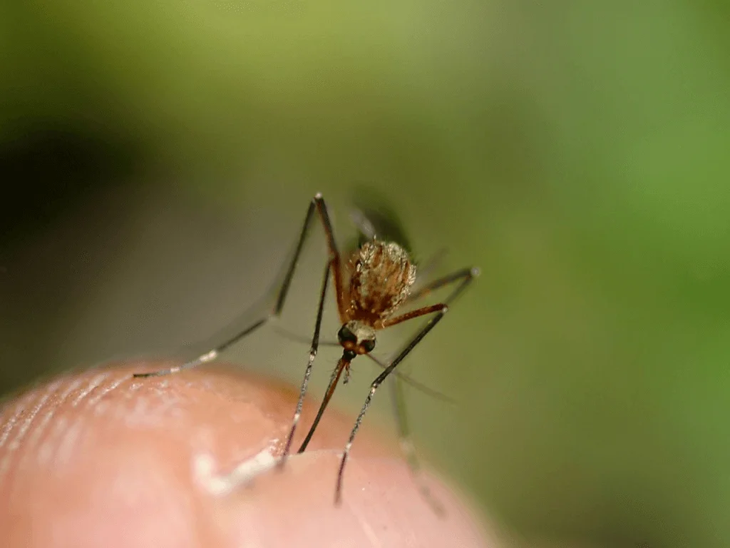 Quindi, Pensi di Non Prendere la Febbre Chikungunya Visitando i Caraibi?
