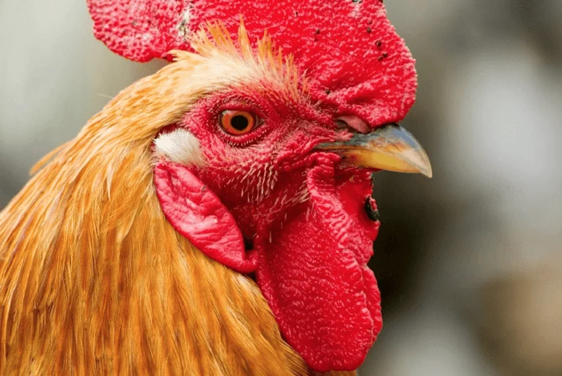 Lite goda nyheter om det dödliga H7N9 fågelinfluensaviruset