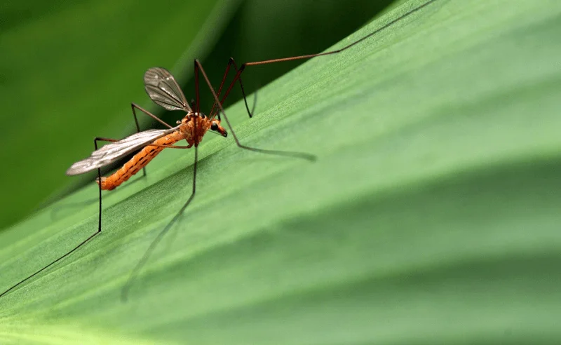 Chikungunyaviruset finns i Karibien