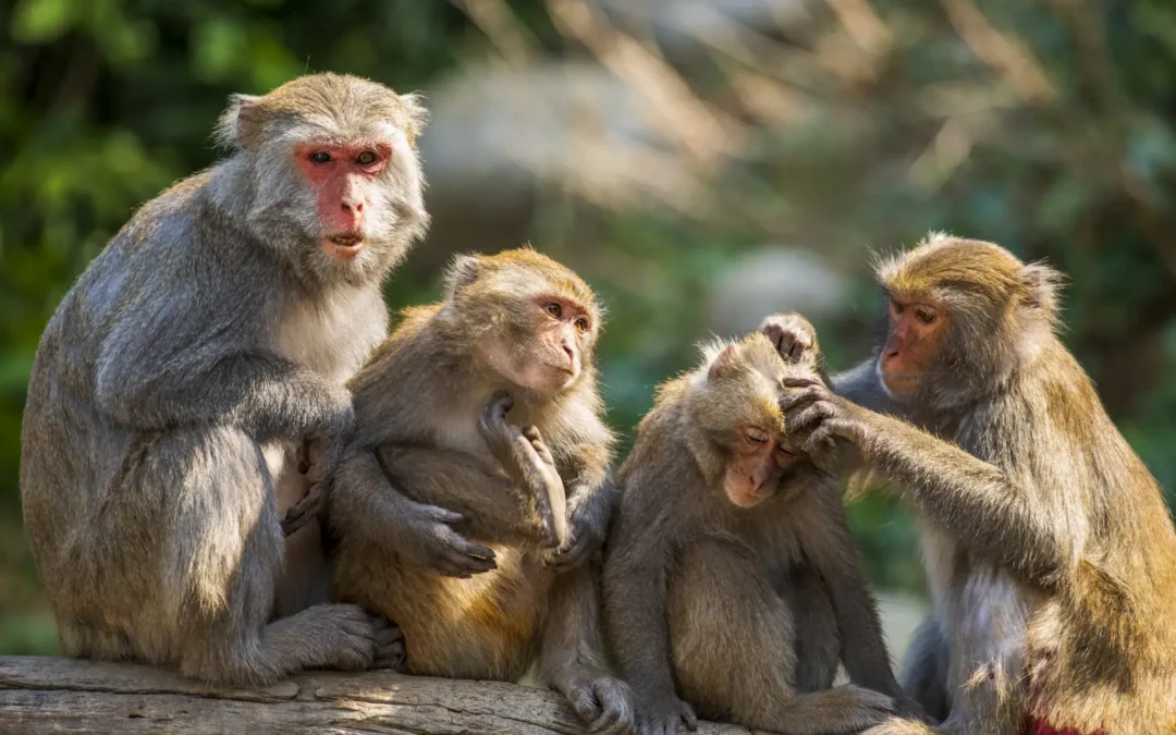 La variole du singe - faut-il paniquer ?
